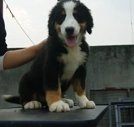 伯恩山犬|如何让异常兴奋的伯恩山犬学会安静迎客