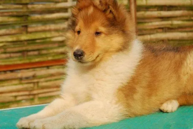 喜乐蒂|现代护理方法 怎样照顾怀孕期间的喜乐蒂犬