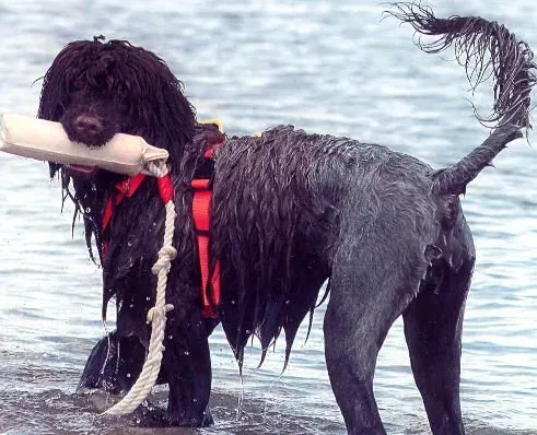 葡萄牙水犬智商排名 狗狗智商排名中没有排名 | 葡萄牙水犬