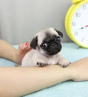 巴哥犬|巴哥犬只要一吃东西就会呕吐怎么办