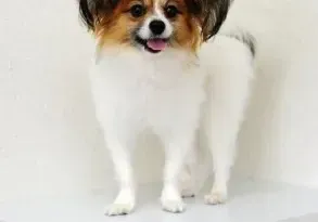 蝴蝶犬|四个月的蝴蝶犬晕车，有方法解决吗