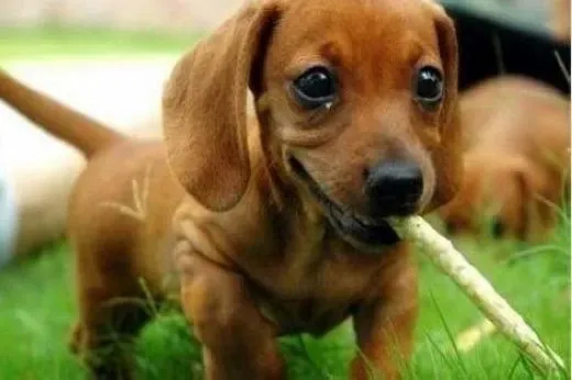 腊肠犬|夏季给腊肠犬解暑有何妙招