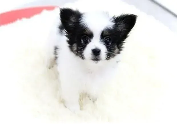 蝴蝶犬|引起蝴蝶犬出现肥胖的原因有哪些