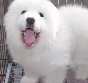 大白熊犬|大白熊犬一天到晚的咳嗽是怎么了
