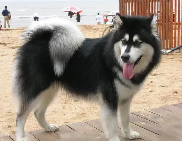 阿拉斯加犬|效能训练手册 怎样科学训练三个月的阿拉斯加犬