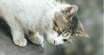 如何让猫不吃死老鼠 定时给猫喂饱 | 猫