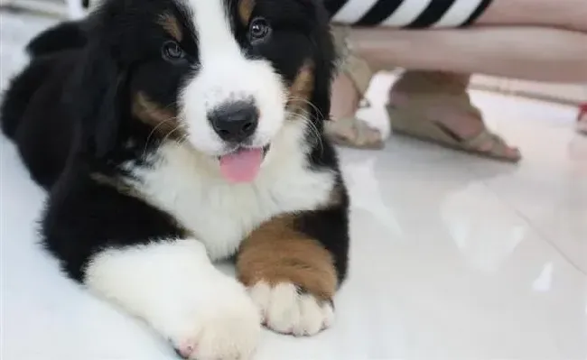 伯恩山犬|如何给伯恩山犬自制狗粮