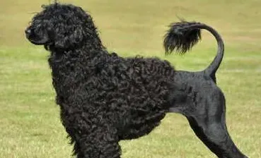 葡萄牙水犬智商排名 狗狗智商排名中没有排名 | 葡萄牙水犬