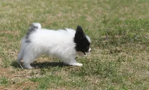 蝴蝶犬|饲养蝴蝶犬有哪些礼仪问题要注意