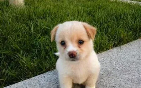 蝴蝶犬咳嗽怎么办 如何治疗蝴蝶犬咳嗽 | 蝴蝶犬