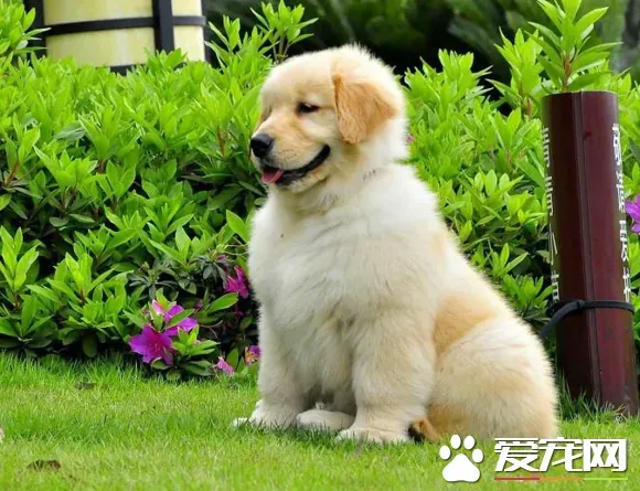 金毛寻回犬的颜色 从奶油色到深黄色都是允许 | 金毛寻回犬