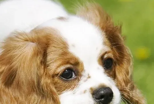 查理士王小猎犬的性格 面部有绅士风度的表情 | 查理士王小猎犬