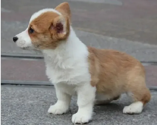 柯基犬|为柯基犬减肥的几大途径