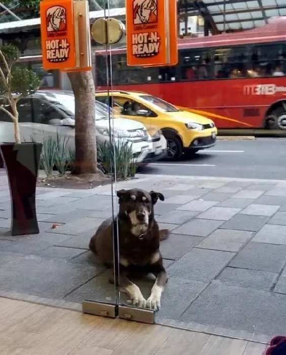 貌似流浪犬的狗狗装可怜讨吃 却被脖子上项圈出卖 | 狗