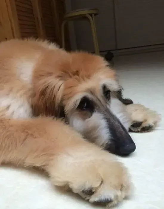 阿富汗猎犬|阿富汗猎犬的眼睛有些红肿是什么情况