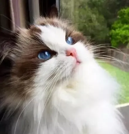 布偶猫近亲可以繁殖吗  布偶猫近亲繁殖好吗 | 布偶猫