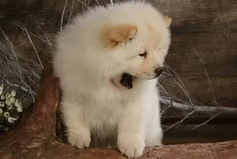 松狮犬|美味情缘之那些最适合给松狮犬吃的食物