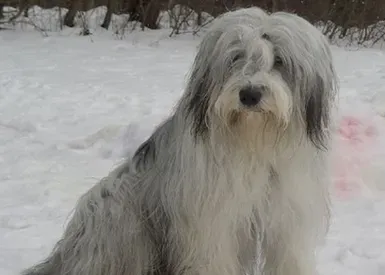 古代长须牧羊犬的养护常识 注意毛发梳理 | 古代长须牧羊犬