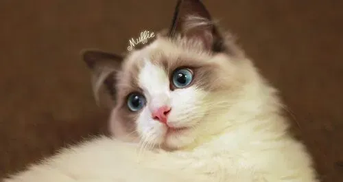 猫发出咕咕的声音 是不是猫咪生病了 | 声音