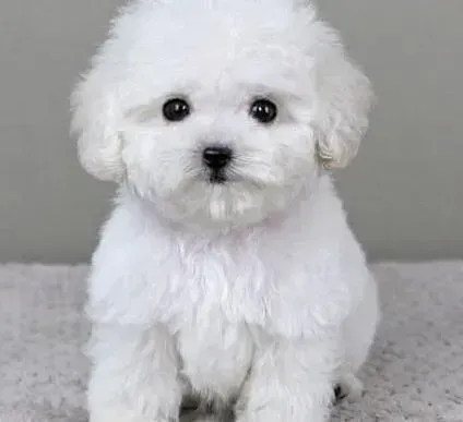 泰迪犬|如何预防磨牙期的泰迪犬咬人
