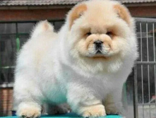 松狮犬|松狮犬的鼻子为什么会改变颜色