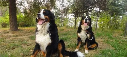 伯恩山犬夏天用剪毛吗 修理毛发是很有必要的 | 伯恩山犬