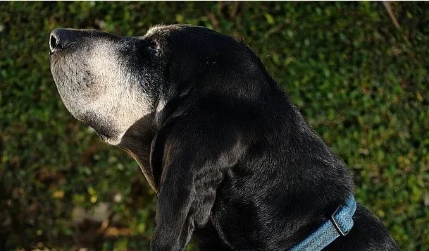 黑褐猎浣熊犬看家能力 黑褐猎浣熊犬看家能力强 | 黑褐猎浣熊犬