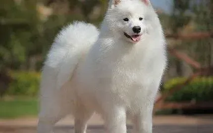 萨摩耶|萨摩耶拉了一条虫子应该怎么办