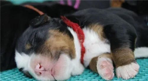 伯恩山犬夏天用剪毛吗 修理毛发是很有必要的 | 伯恩山犬