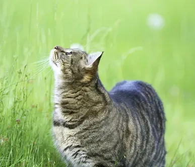 两个月小猫一天喂几次 每天保持3-4顿即可 | 猫