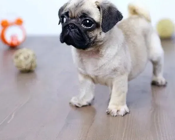 巴哥犬|巴哥犬什么时候才能过了贪玩的年纪