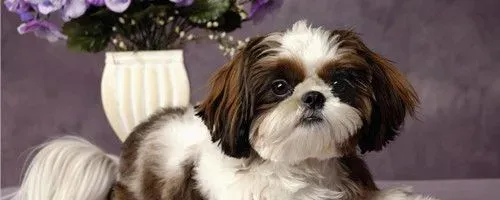 怎么样训练西施犬 每次的训练时间不要太长 | 西施犬