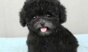 泰迪犬|泰迪犬皮屑的由来与解决的好方法