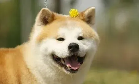 秋田犬|宠物卫生很关键 如何保持秋田犬皮毛清洁