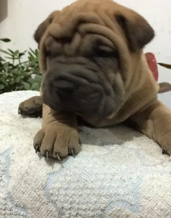 沙皮狗|如何让沙皮狗顺利过冬