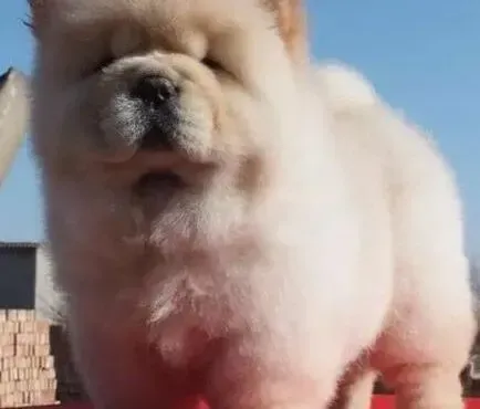 松狮犬|六个月的松狮犬过于偏瘦应该如何补充营养