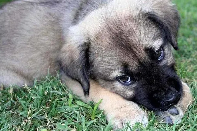 比利时牧羊犬|给比利时牧羊犬幼犬剪指甲的诀窍
