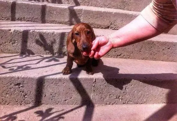 腊肠犬|腊肠犬脚底干裂是什么病 用什么药治疗