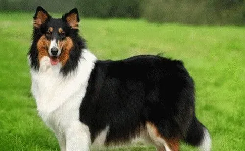 苏格兰牧羊犬有没有黑色的 苏牧共有四种颜色 | 苏格兰牧羊犬