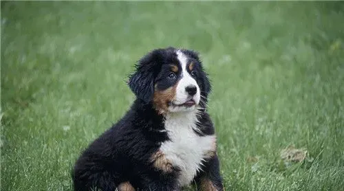 伯恩山犬夏天用剪毛吗 修理毛发是很有必要的 | 伯恩山犬