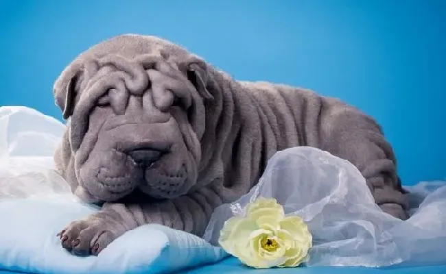 沙皮狗|沙皮狗牙齿清洁注意事项