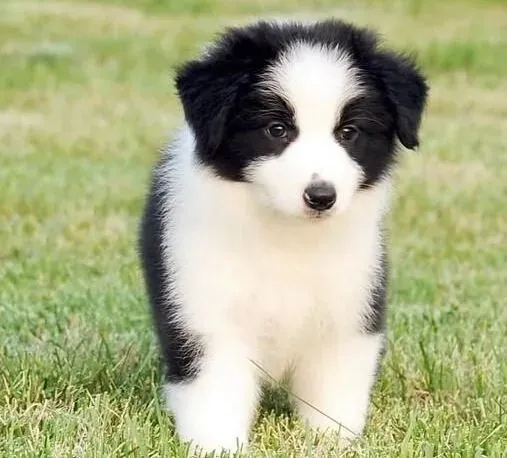 边境牧羊犬|如何让边境牧羊犬身强力壮地度过快乐的夏天