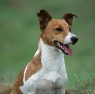 杰克罗素梗贵吗 杰克罗素梗犬价格在2500左右 | 杰克罗素梗