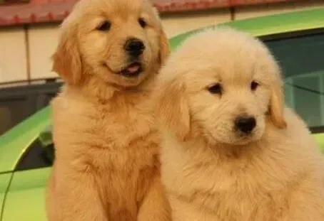 金毛|请问金毛犬能吃蛋糕吗