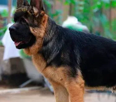 德国牧羊犬|德国牧羊犬抽搐吐白沫被确诊为狗瘟，求治疗方法