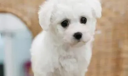 比熊犬|如何正确的帮助比熊犬清洁耳朵