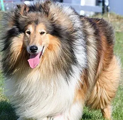 苏格兰牧羊犬的喂养 苏格兰牧羊犬喂食要点 | 苏格兰牧羊犬