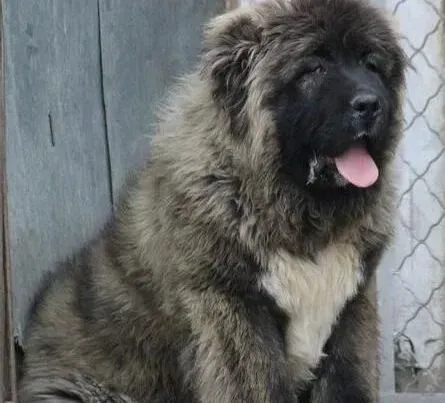 高加索犬|家庭饲养与参赛高加索犬的护理方法