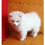 银狐犬|银狐犬坐立训练法则