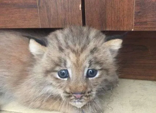 马修偶遇小猫竟是被丢弃的猞猁  举手之劳救猞猁命 | 猞猁